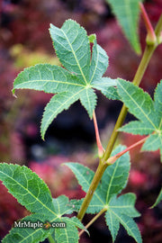 - Acer palmatum 'Samidare' Japanese Maple - Mr Maple │ Buy Japanese Maple Trees