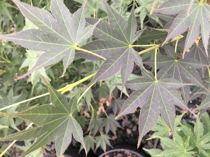 - Acer palmatum 'Sanguineum' Japanese Maple - Mr Maple │ Buy Japanese Maple Trees