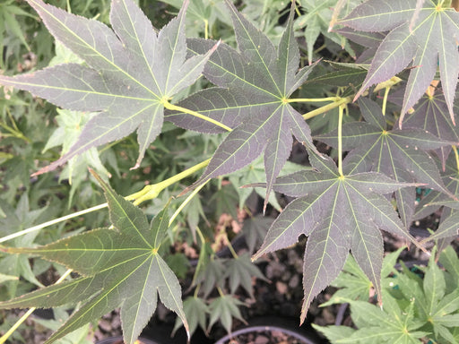 - Acer palmatum 'Sanguineum' Japanese Maple - Mr Maple │ Buy Japanese Maple Trees