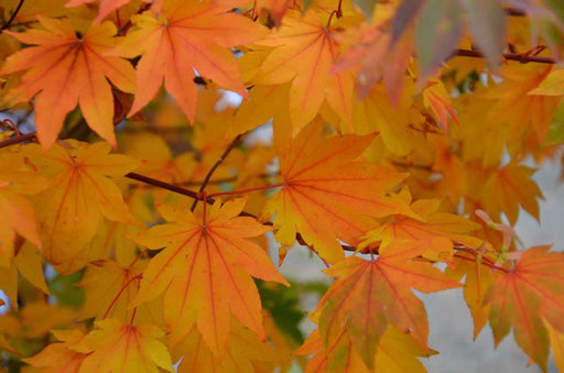 - Acer palmatum 'Saotome' Japanese Maple - Mr Maple │ Buy Japanese Maple Trees