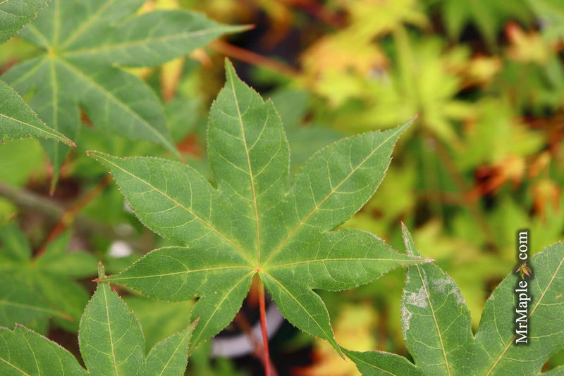 - Acer palmatum 'Saotome' Japanese Maple - Mr Maple │ Buy Japanese Maple Trees