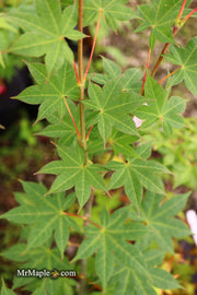 - Acer palmatum 'Saotome' Japanese Maple - Mr Maple │ Buy Japanese Maple Trees