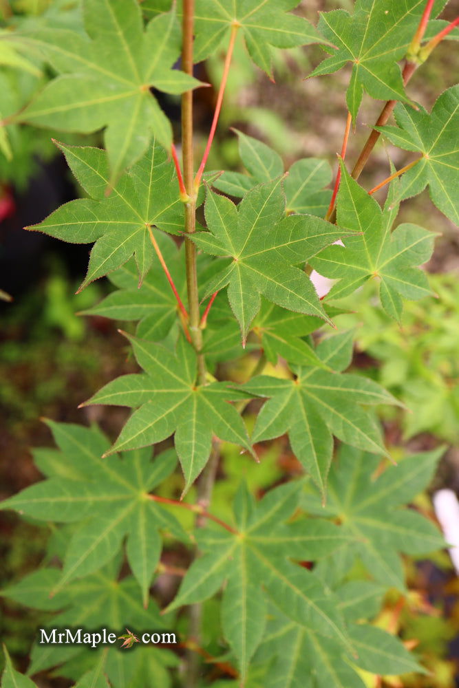 - Acer palmatum 'Saotome' Japanese Maple - Mr Maple │ Buy Japanese Maple Trees
