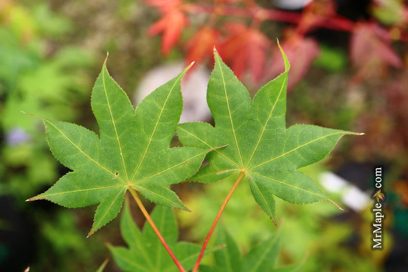 - Acer palmatum 'Saotome' Japanese Maple - Mr Maple │ Buy Japanese Maple Trees