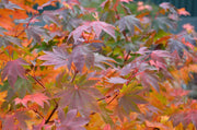 - Acer palmatum 'Saotome' Japanese Maple - Mr Maple │ Buy Japanese Maple Trees