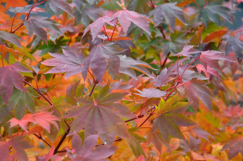 - Acer palmatum 'Saotome' Japanese Maple - Mr Maple │ Buy Japanese Maple Trees