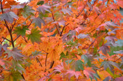 - Acer palmatum 'Saotome' Japanese Maple - Mr Maple │ Buy Japanese Maple Trees