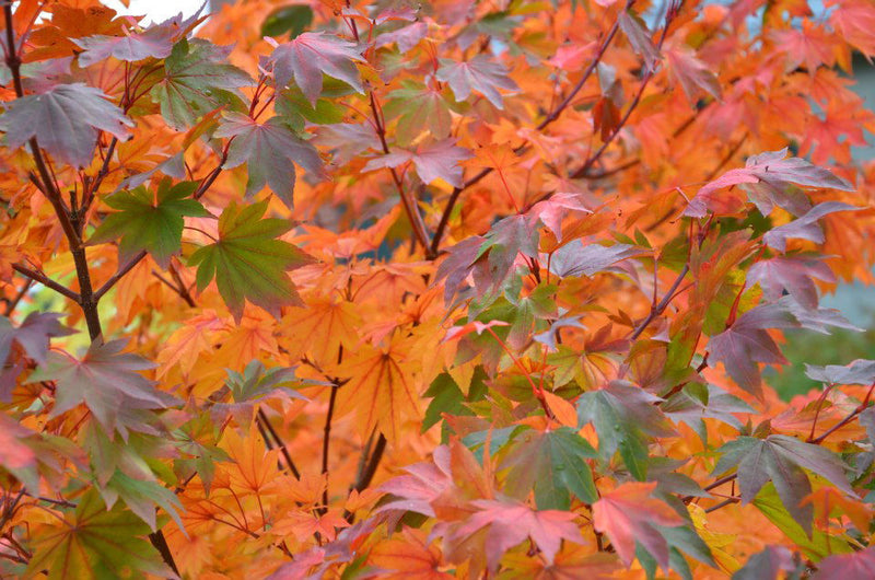- Acer palmatum 'Saotome' Japanese Maple - Mr Maple │ Buy Japanese Maple Trees