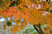 - Acer palmatum 'Saotome' Japanese Maple - Mr Maple │ Buy Japanese Maple Trees