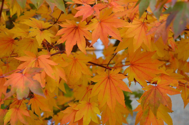 - Acer palmatum 'Saotome' Japanese Maple - Mr Maple │ Buy Japanese Maple Trees