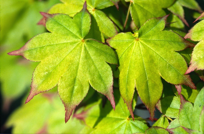 - Acer palmatum 'Satsuki beni' Japanese Maple - Mr Maple │ Buy Japanese Maple Trees