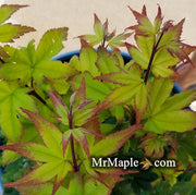 - Acer palmatum 'Satsuki beni' Japanese Maple - Mr Maple │ Buy Japanese Maple Trees