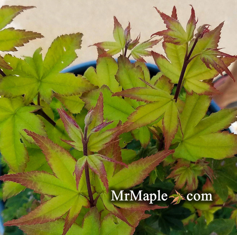 - Acer palmatum 'Satsuki beni' Japanese Maple - Mr Maple │ Buy Japanese Maple Trees