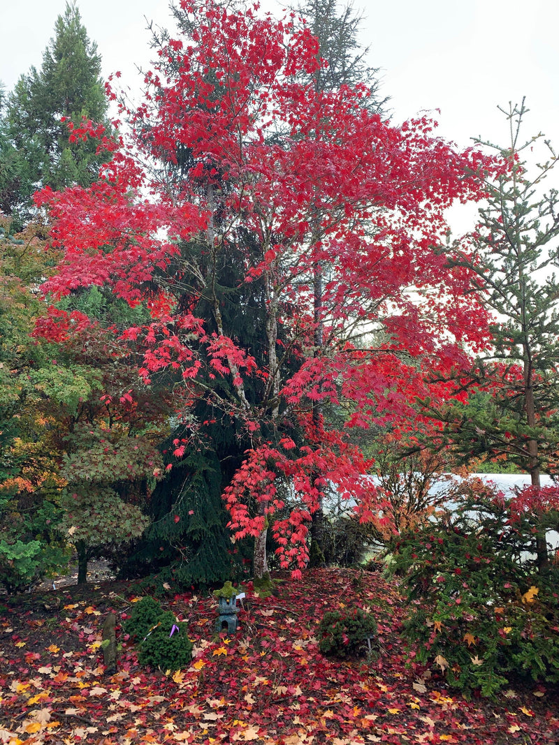 - Acer palmatum 'Satsuki beni' Japanese Maple - Mr Maple │ Buy Japanese Maple Trees