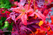 - Acer palmatum 'Satsuki beni' Japanese Maple - Mr Maple │ Buy Japanese Maple Trees