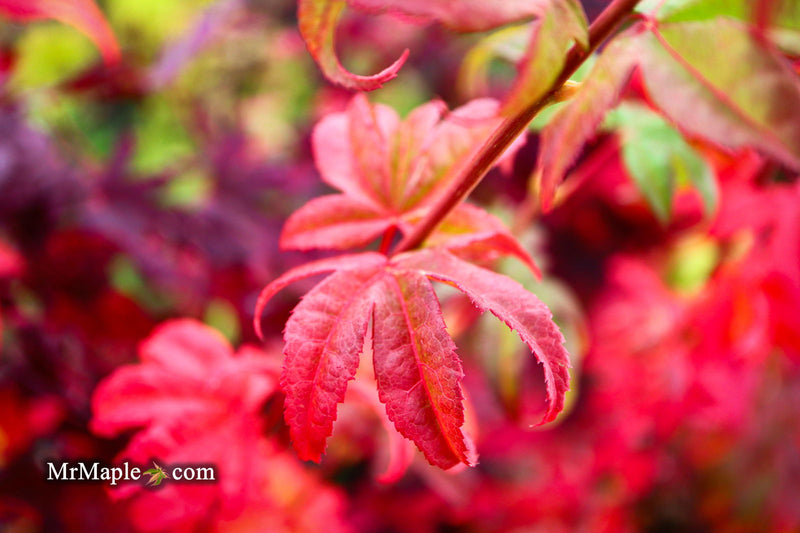- Acer palmatum 'Satsuki beni' Japanese Maple - Mr Maple │ Buy Japanese Maple Trees