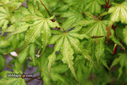 - Acer palmatum 'Sawa chidori' Japanese Maple - Mr Maple │ Buy Japanese Maple Trees