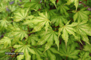- Acer palmatum 'Sawa chidori' Japanese Maple - Mr Maple │ Buy Japanese Maple Trees