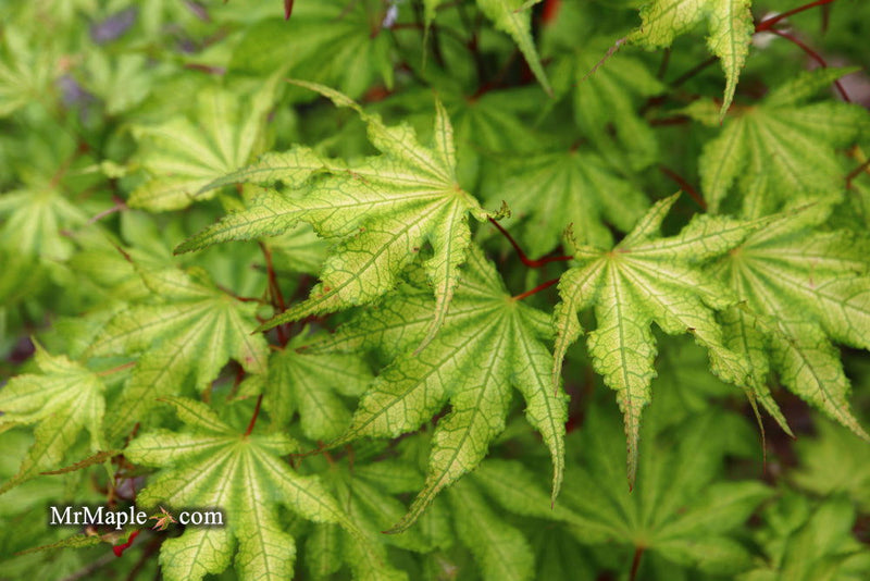 - Acer palmatum 'Sawa chidori' Japanese Maple - Mr Maple │ Buy Japanese Maple Trees