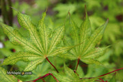 - Acer palmatum 'Sawa chidori' Japanese Maple - Mr Maple │ Buy Japanese Maple Trees