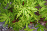 - Acer palmatum 'Sawa chidori' Japanese Maple - Mr Maple │ Buy Japanese Maple Trees