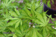 - Acer palmatum 'Sawa chidori' Japanese Maple - Mr Maple │ Buy Japanese Maple Trees