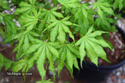- Acer palmatum 'Sawa chidori' Japanese Maple - Mr Maple │ Buy Japanese Maple Trees