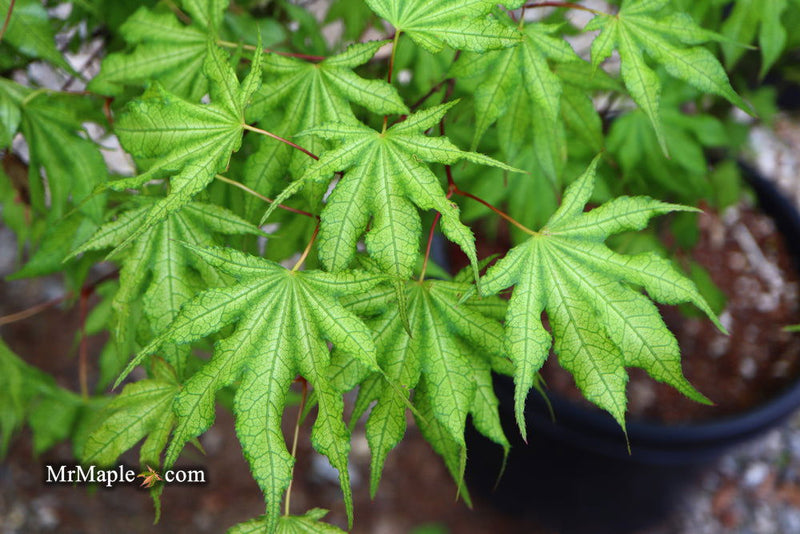 - Acer palmatum 'Sawa chidori' Japanese Maple - Mr Maple │ Buy Japanese Maple Trees