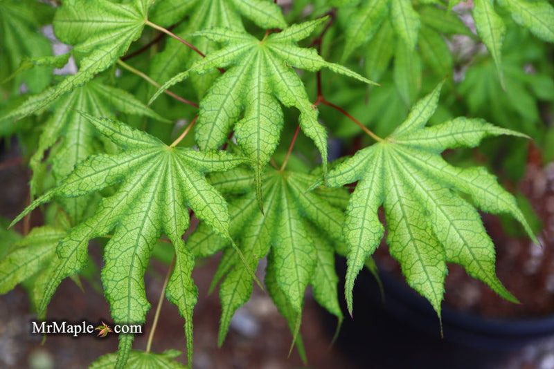 - Acer palmatum 'Sawa chidori' Japanese Maple - Mr Maple │ Buy Japanese Maple Trees