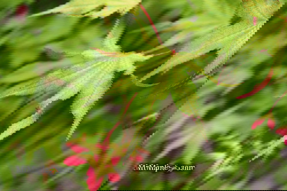 Sawa☆ Z-saw Zsaw KATABA HI III 265mm 10.4