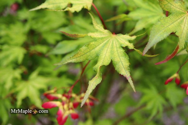 - Acer palmatum 'Sawa chidori' Japanese Maple - Mr Maple │ Buy Japanese Maple Trees