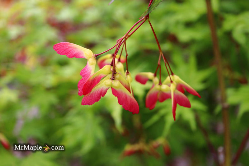 - Acer palmatum 'Sawa chidori' Japanese Maple - Mr Maple │ Buy Japanese Maple Trees