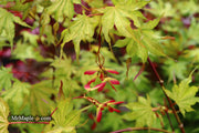 - Acer palmatum 'Sawa chidori' Japanese Maple - Mr Maple │ Buy Japanese Maple Trees
