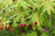 - Acer palmatum 'Sawa chidori' Japanese Maple - Mr Maple │ Buy Japanese Maple Trees