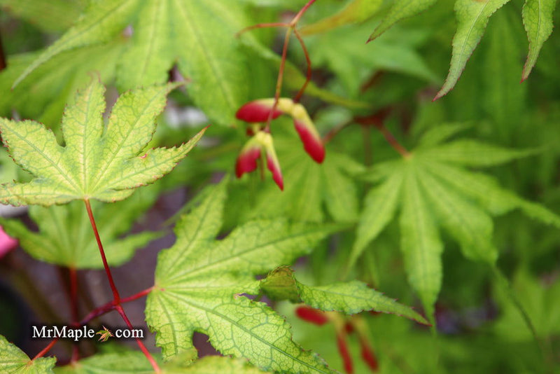 - Acer palmatum 'Sawa chidori' Japanese Maple - Mr Maple │ Buy Japanese Maple Trees