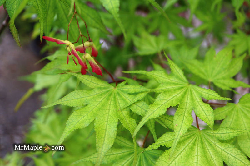 - Acer palmatum 'Sawa chidori' Japanese Maple - Mr Maple │ Buy Japanese Maple Trees