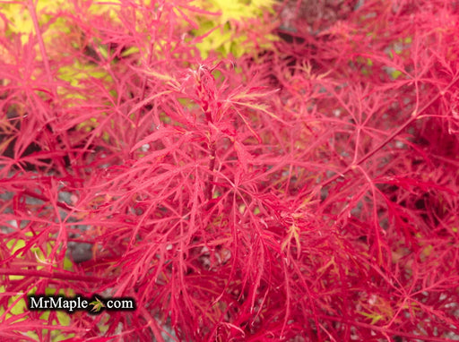 '- Acer palmatum 'Scarlet Princess' Miniature Japanese Maple - Mr Maple │ Buy Japanese Maple Trees