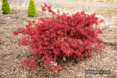 - Acer palmatum 'Scarlet Princess' Miniature Japanese Maple - Mr Maple │ Buy Japanese Maple Trees