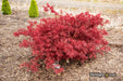 - Acer palmatum 'Scarlet Princess' Miniature Japanese Maple - Mr Maple │ Buy Japanese Maple Trees