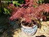 - Acer palmatum 'Scarlet Princess' Miniature Japanese Maple - Mr Maple │ Buy Japanese Maple Trees