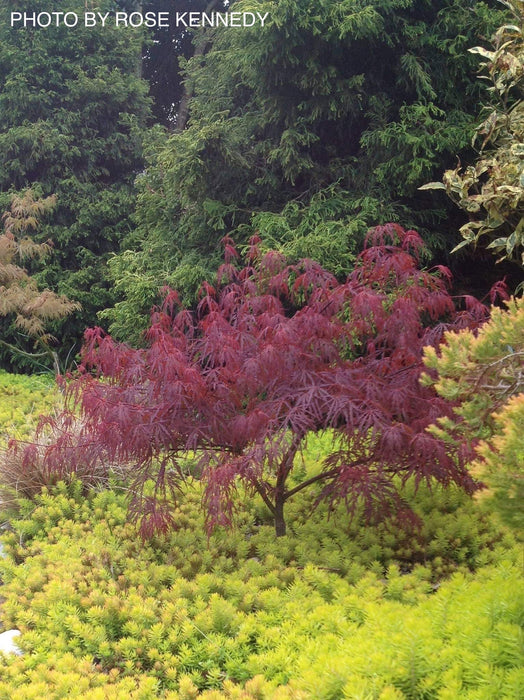 - Acer palmatum 'Scarlet Princess' Miniature Japanese Maple - Mr Maple │ Buy Japanese Maple Trees