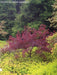 - Acer palmatum 'Scarlet Princess' Miniature Japanese Maple - Mr Maple │ Buy Japanese Maple Trees