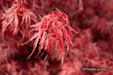 - Acer palmatum 'Scarlet Princess' Miniature Japanese Maple - Mr Maple │ Buy Japanese Maple Trees