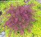 - Acer palmatum 'Scarlet Princess' Miniature Japanese Maple - Mr Maple │ Buy Japanese Maple Trees