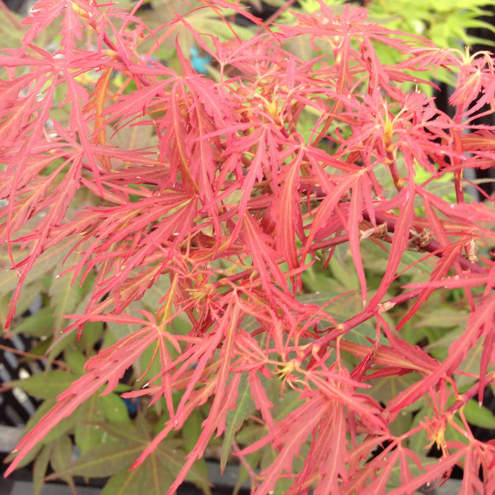 - Acer palmatum 'Scarlet Princess' Miniature Japanese Maple - Mr Maple │ Buy Japanese Maple Trees