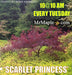 - Acer palmatum 'Scarlet Princess' Miniature Japanese Maple - Mr Maple │ Buy Japanese Maple Trees