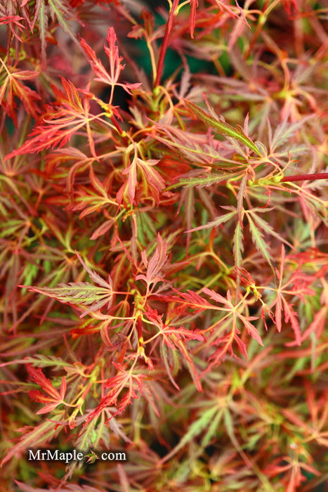 - Acer palmatum 'Scarlet Princess' Miniature Japanese Maple - Mr Maple │ Buy Japanese Maple Trees