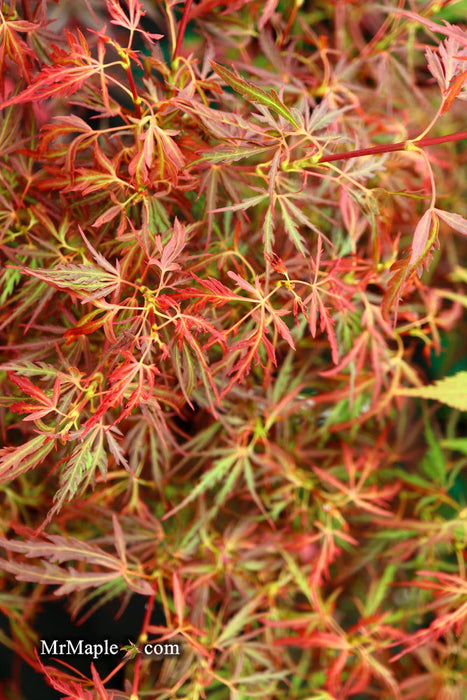 - Acer palmatum 'Scarlet Princess' Miniature Japanese Maple - Mr Maple │ Buy Japanese Maple Trees