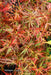 - Acer palmatum 'Scarlet Princess' Miniature Japanese Maple - Mr Maple │ Buy Japanese Maple Trees