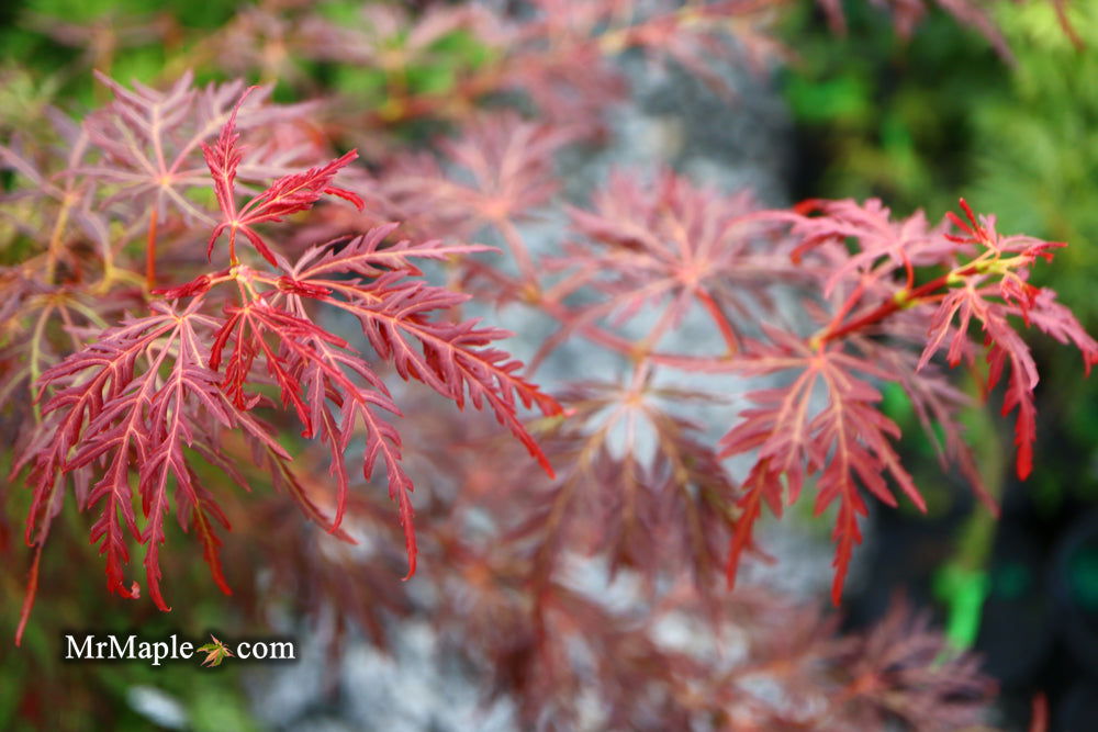 - Acer palmatum 'Scarlet Princess' Miniature Japanese Maple - Mr Maple │ Buy Japanese Maple Trees